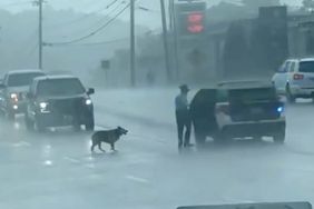 Dog Saved by Tennessee Highway Patrol