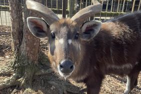 Rare Antelope Dies in Tennessee Zoo After Choking on Discarded Applesauce Pouch