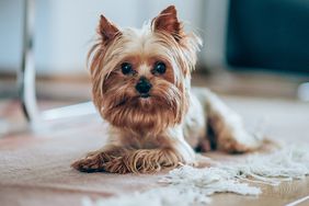 Yorkshire terrier lying on the floor and looking at camera