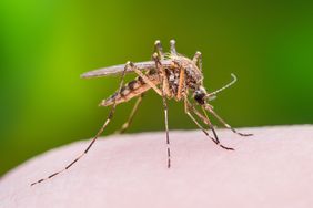 Mosquito close-up