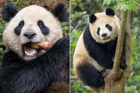 new san diego zoo pandas Yun Chuan (l), Xin Bao (r)