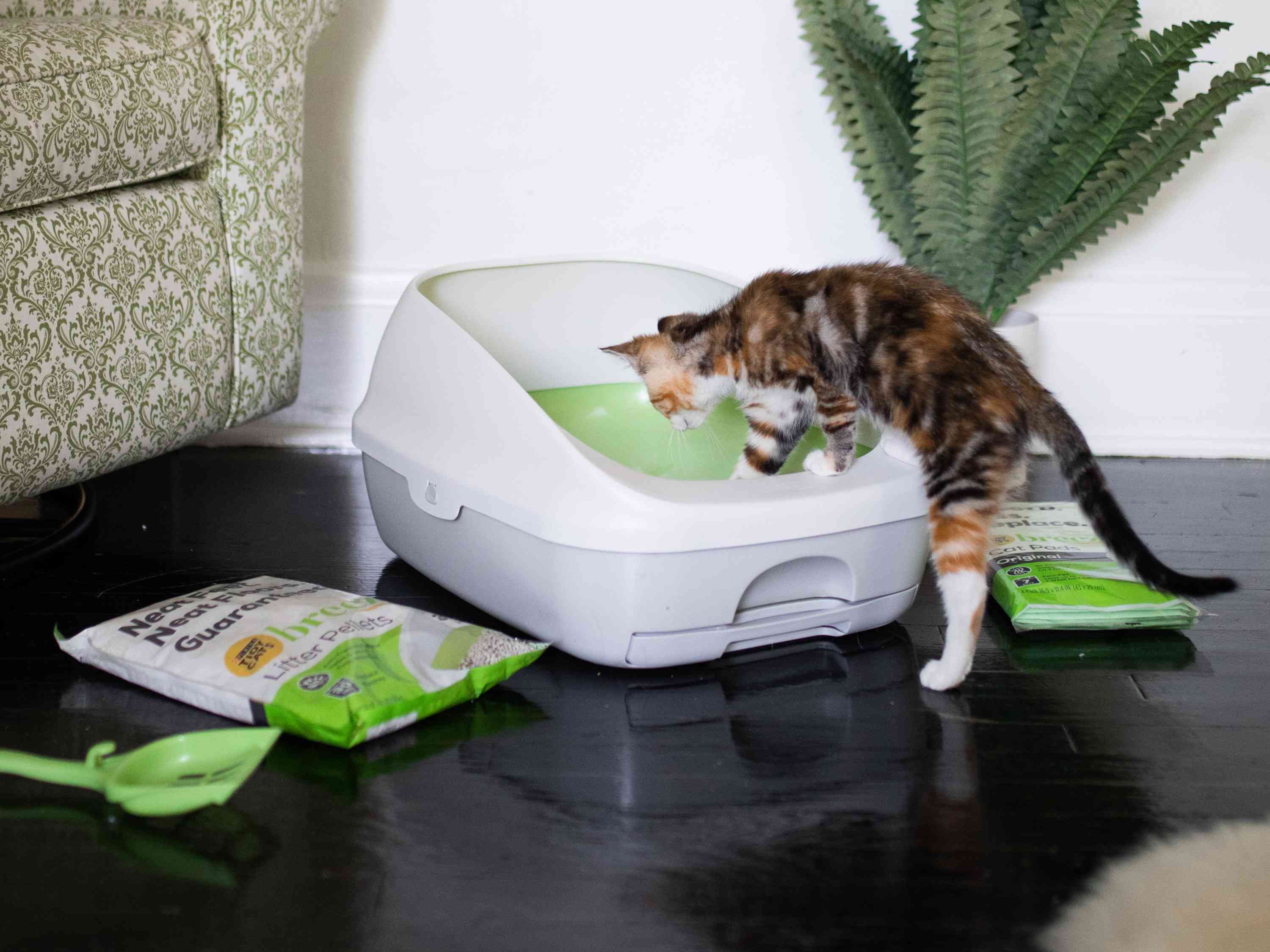 Cat stepping into the Purina Tidy Cats Breeze Cat Litter Box System displayed next to litter bags and scoop