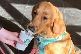 Starbucks pup cup