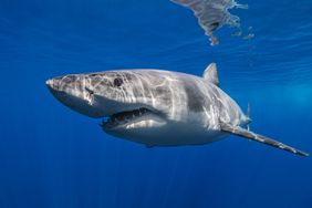 How to Prevent a Shark Attack and What to Do If Bit