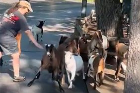 Goats at Cedar Point