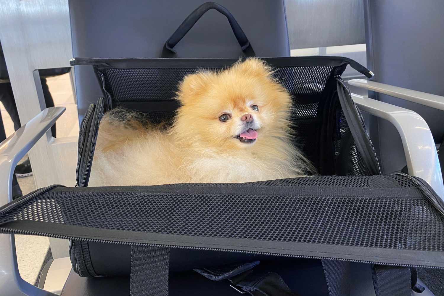 dog sits inside of open Wild One Travel Carrier