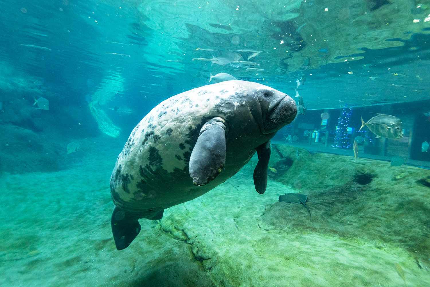 Surrogate Manatee Mom at Columbus Zoo