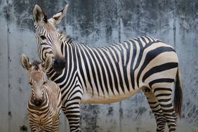 Four baby zebras at disney