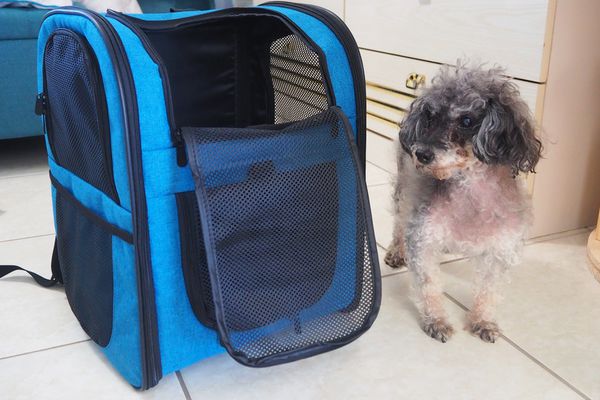 Apollo Walker Pet Carrier Backpack on tile floor next to small dog