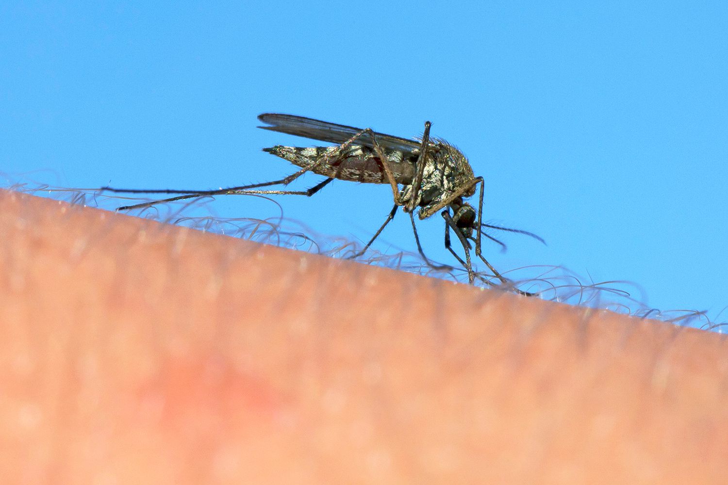 Culex mosquito stinging human arm to feed on blood.