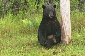 Black Bear by Florida Highway