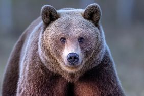 The brown bear (Ursus arctos) is a large bear species found across Eurasia and North America.