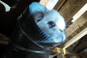 Puppy Rescued from Vent