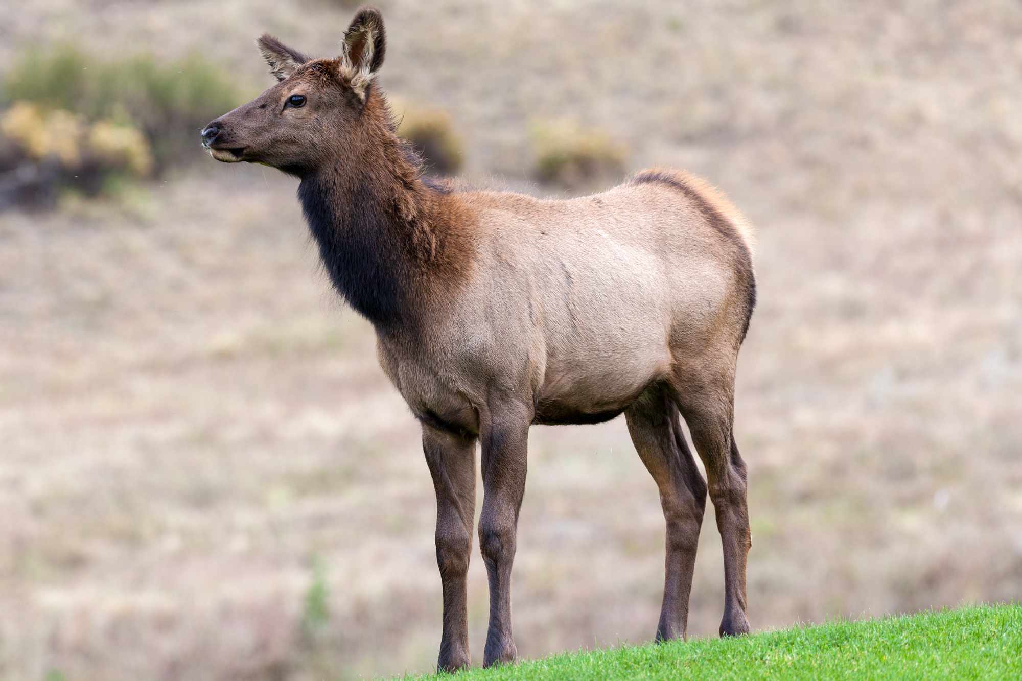 Cow Elk