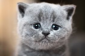 Cute kitten portrait. British Shorthair cat. Sad, crying expression