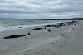 Over 70 Whales Dead After Becoming Stranded on Orkneny