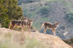Three Coyotes in California