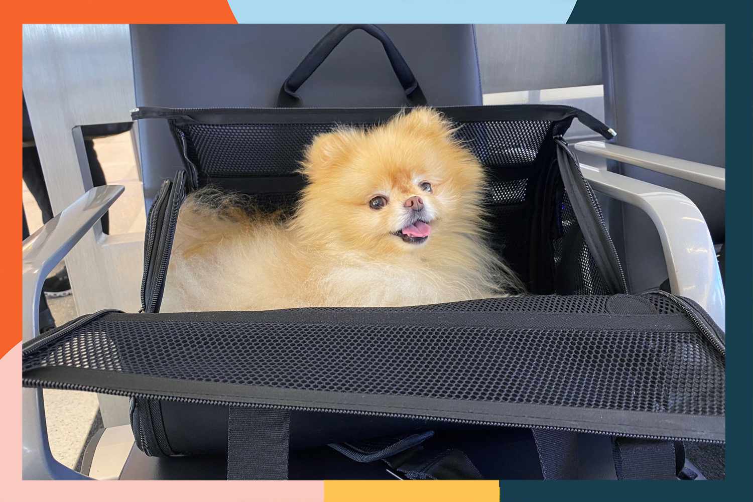 dog in pet carrier