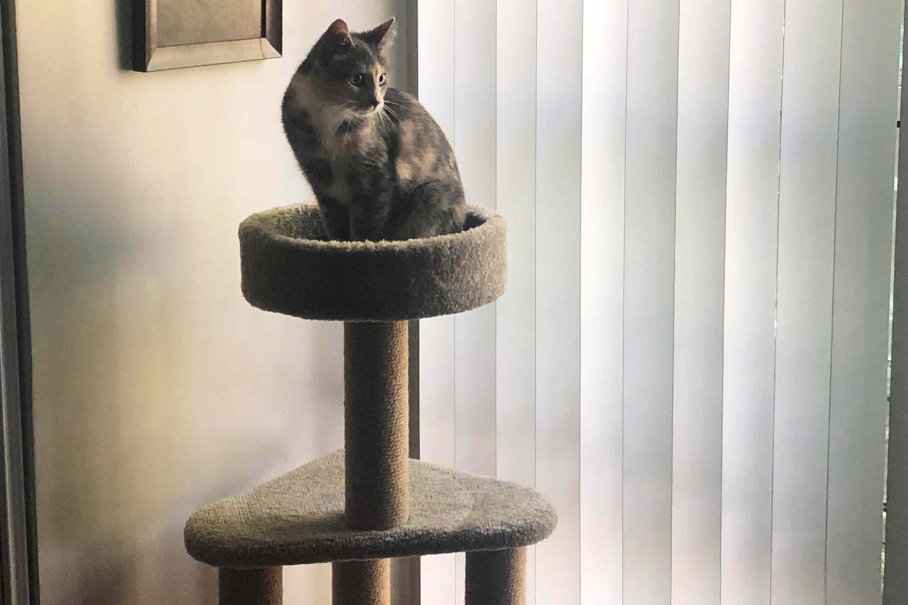 The Amazon Basics cat tree being tested. 