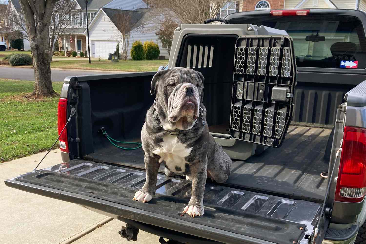 Dog sitting in a truck bed in front of the Gunner G1 Kennel 