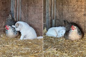 Dog takes care of chicken's puppies