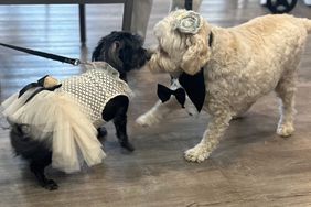 Dog wedding