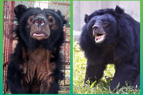 Bear recovering at sanctuary