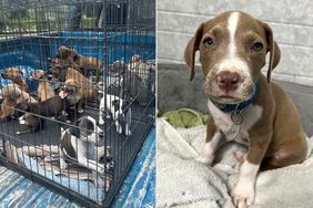 16 Puppies Found at Gas Station Saved by Local Rescue Group