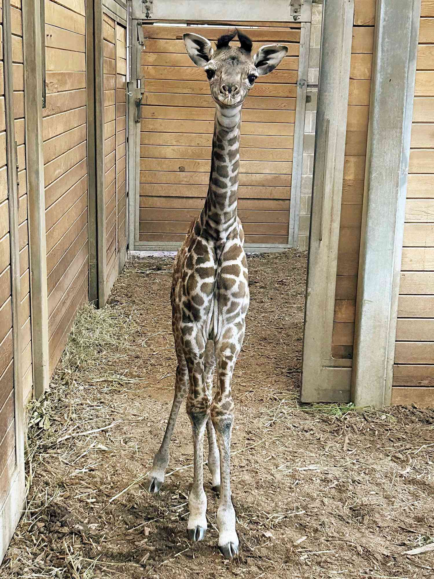 Baby Giraffe Born at Kansas City Zoo & Aquarium: 'Welcome to the Herd'