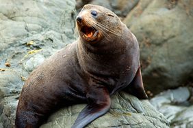 Fur seal getting defensive