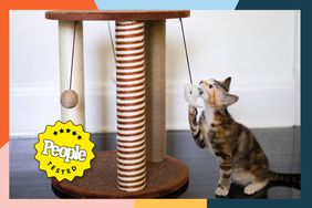 Best Cat-Scratching Posts of 2023