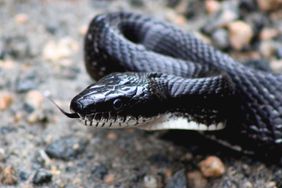 Black snake on a gravel road