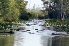 large group of alligators.