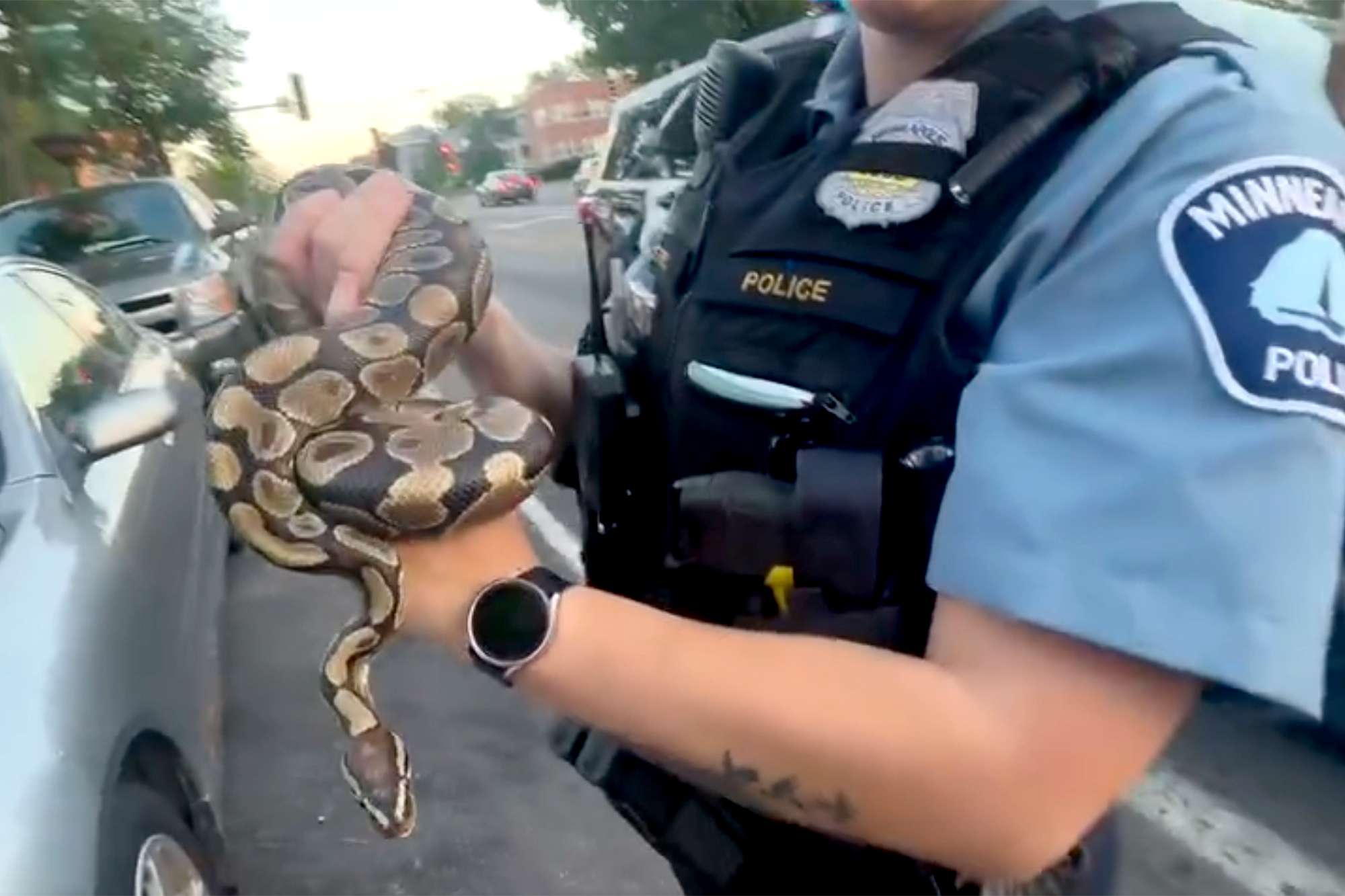 Minneapolis rideshare driver finds large snake left in car