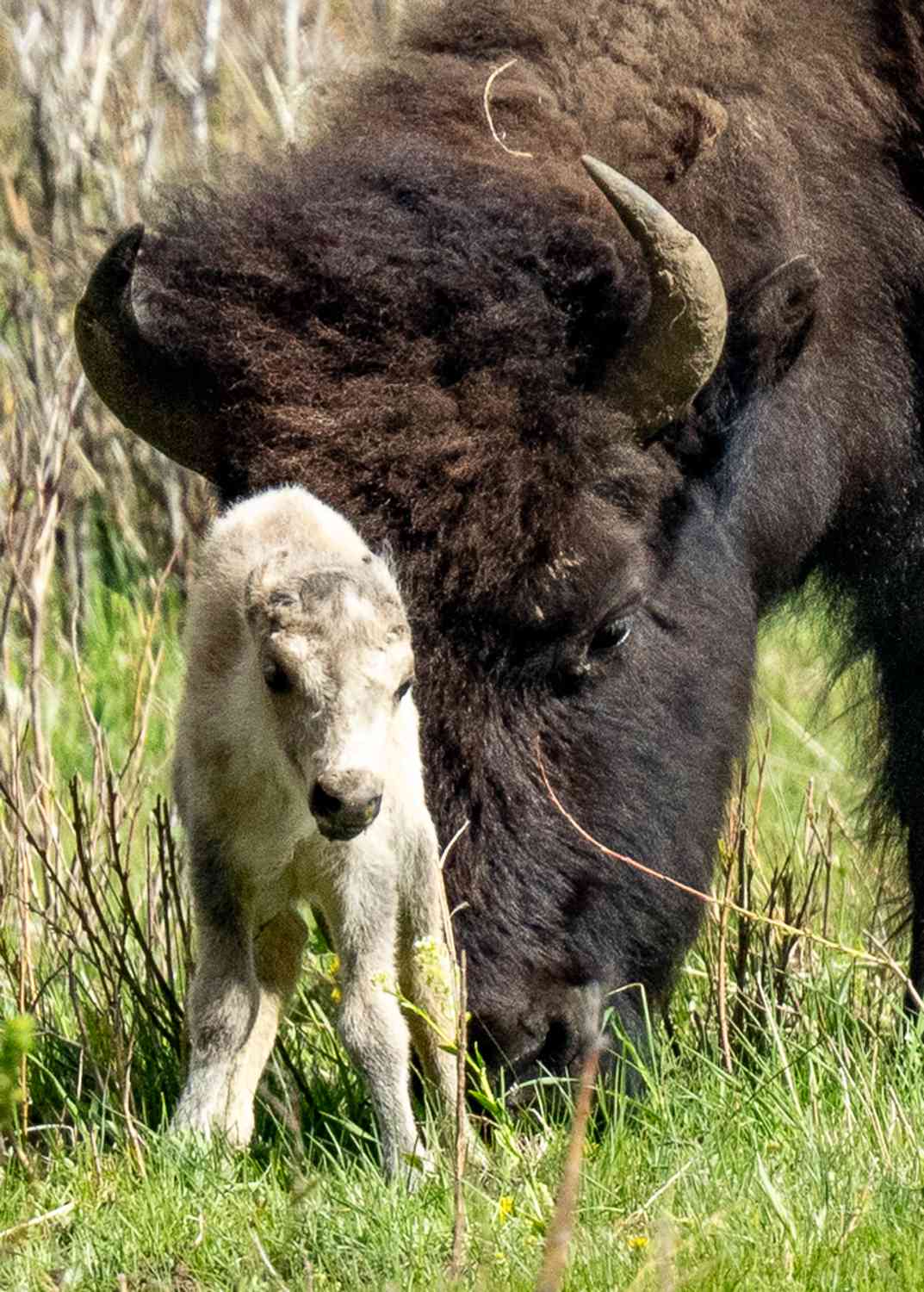 Birth of rare white buffalo fulfills prophecy