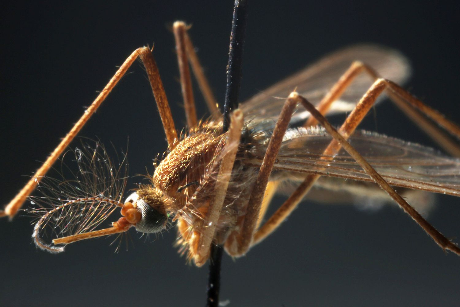 A Culex pipien mosquito specimen in the insect collection at the Field Museum shows the type of mosquito that carries the West Nile virus.