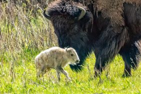 Birth of rare white buffalo fulfills prophecy
