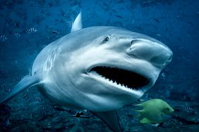 bull shark