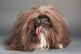 World's Ugliest Dog Contest winner Wild Thang.