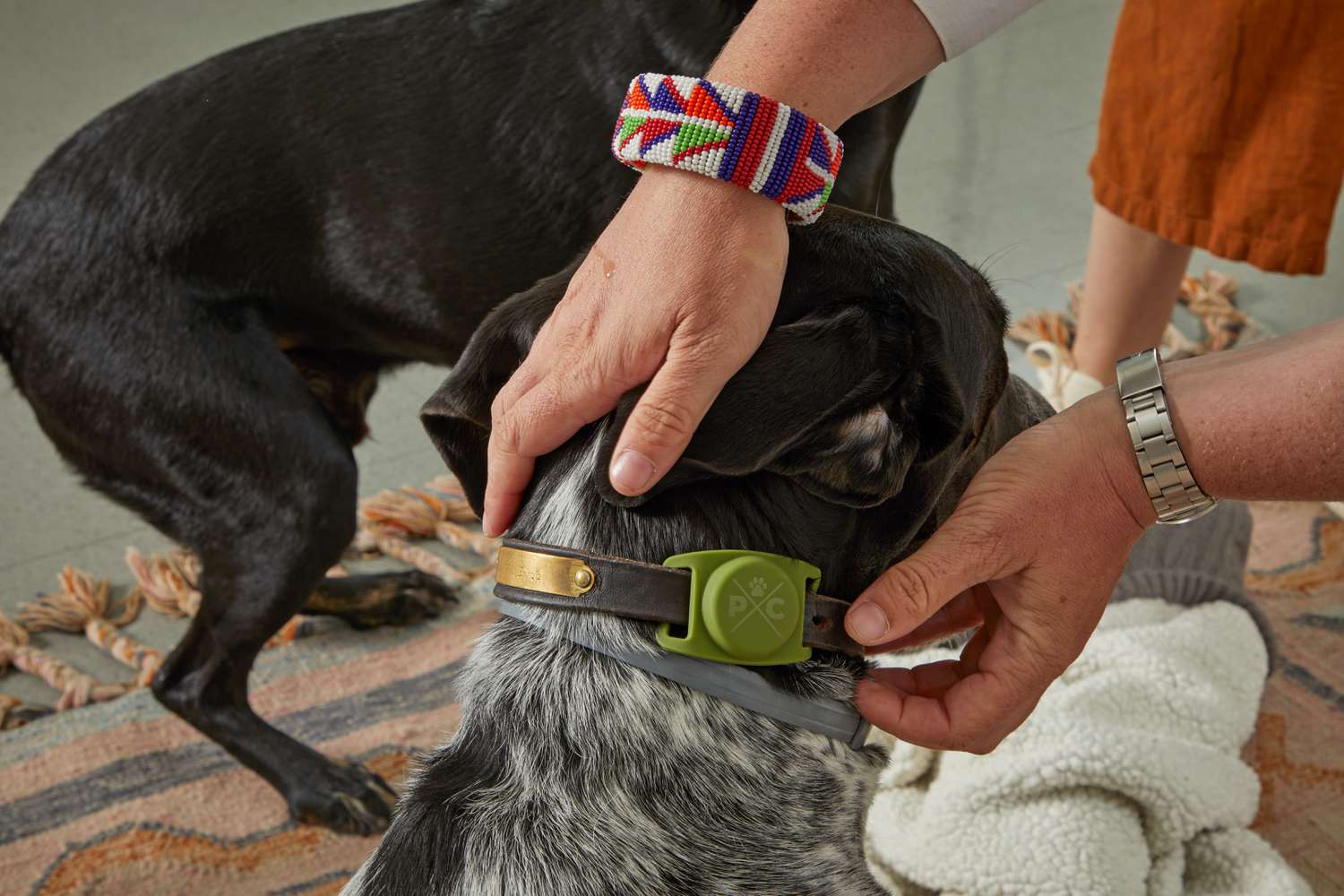 Hands adjusting dog collar while attached to Apple AirTag in green holder