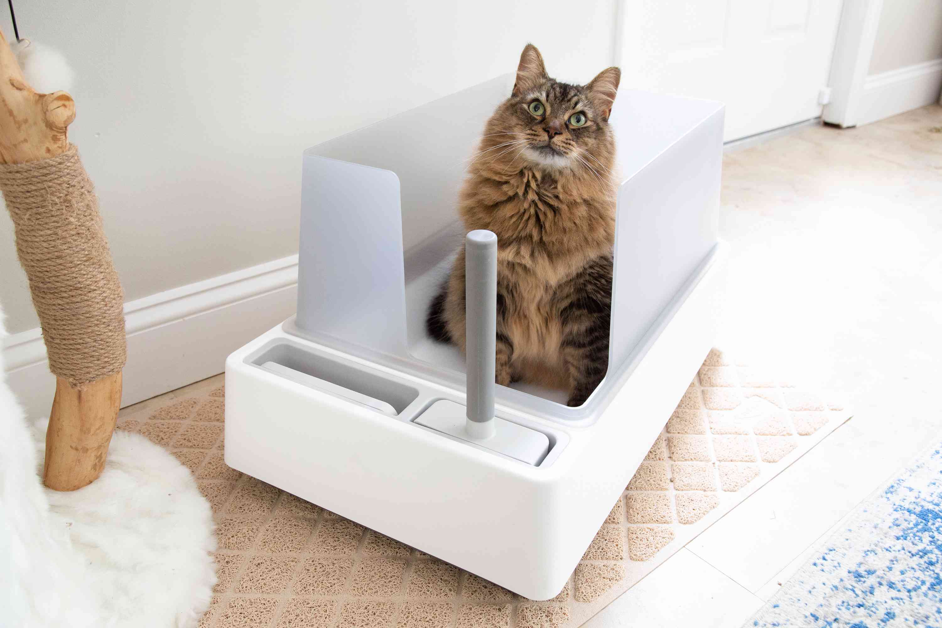 Cat sitting inside of the Tuft + Paw Cove Litter Box