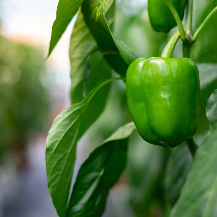 Sweet and Bell Pepper Seeds