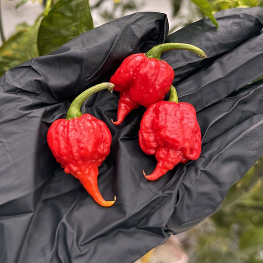 Carolina Reaper Fresh Peppers