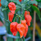 Ghost Pepper Seeds - Bhut Jolokia Champion