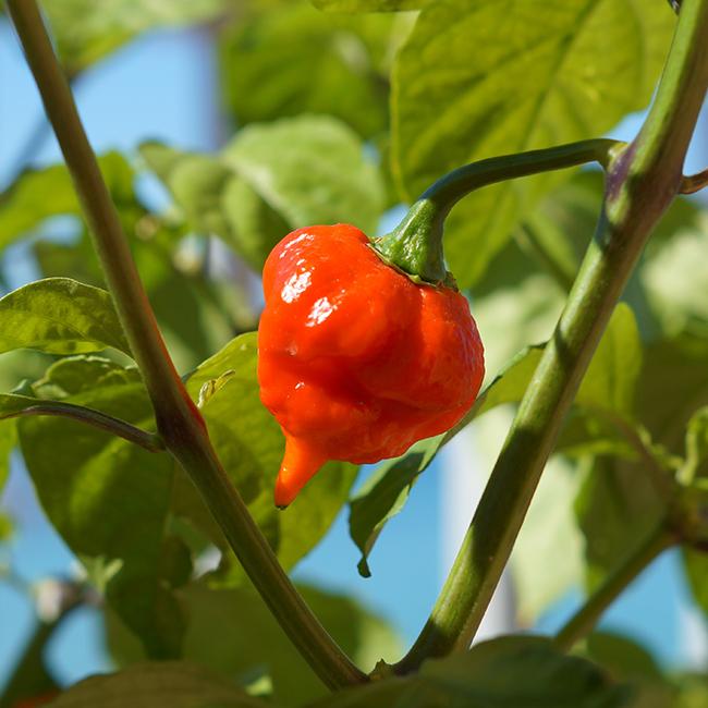 Naga Viper seeds from Pepper Joe's - red Naga Viper pepper growing on plant