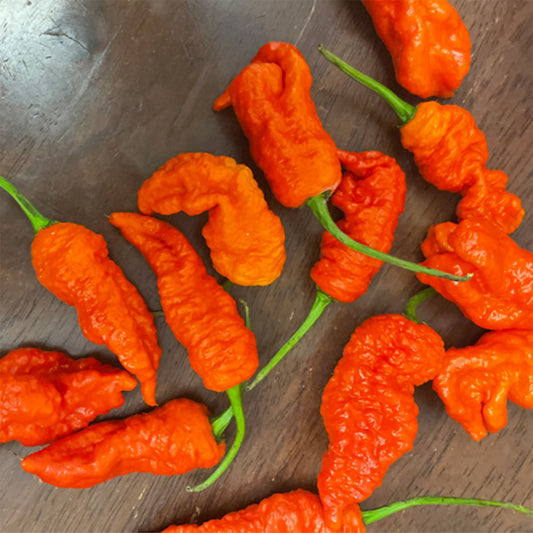 Pepper Joe's KAOS X Purple Reaper Pepper Seeds