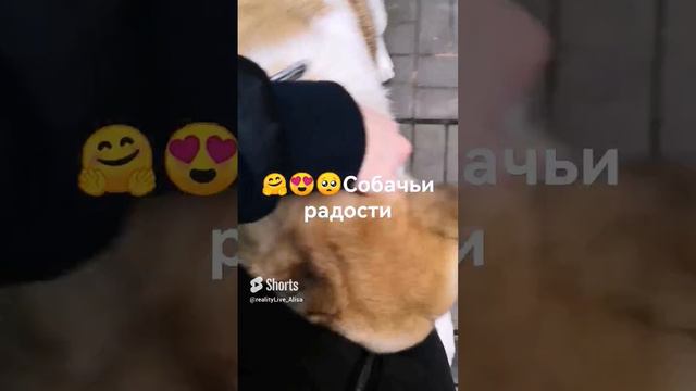 Собачка встречает ❤️ Соскучилась 🥺 🤗☺️