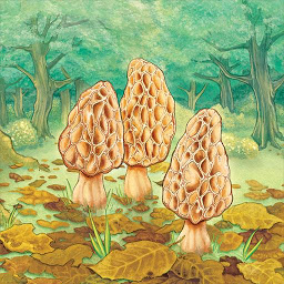 Icon image Morels