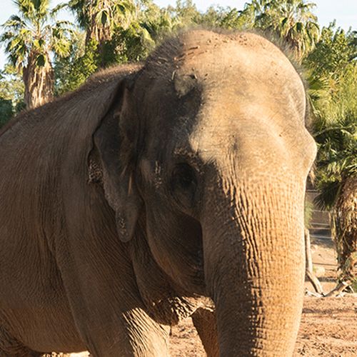 Phoenix Zoo Conservation