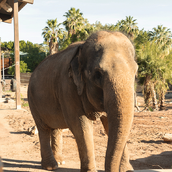 Phoenix Zoo Conservation